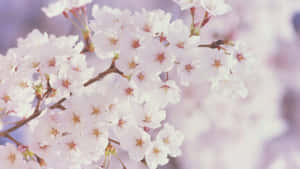 春季花卉背景 — 樱花 壁纸