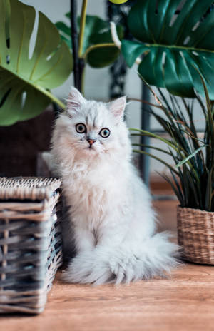 白色波斯猫头像壁纸 — 华为MatePad Pro 12 (2026) 壁纸