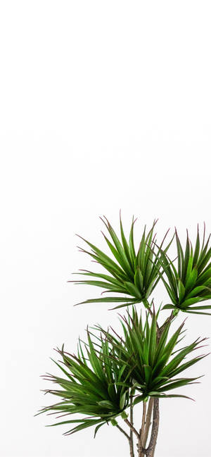 植物iPhone — Galaxy A35 壁纸