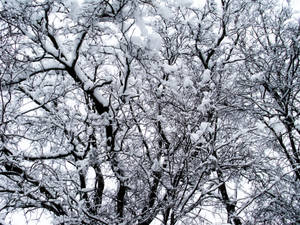 白雪覆盖的冬日树木壁纸