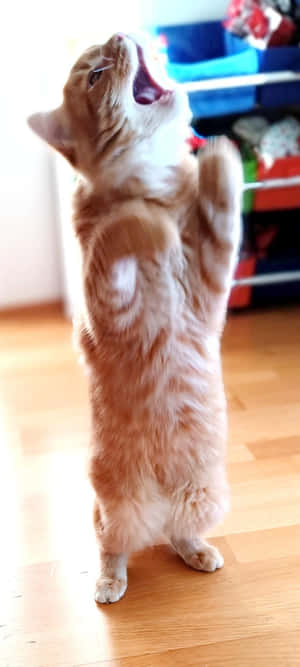 直立跳舞猫.jpg — 跳舞的猫 壁纸