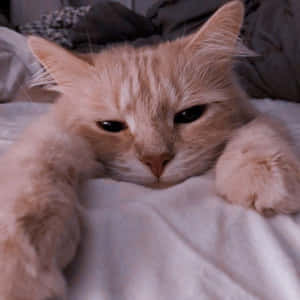 审美猫咪图片 — 美学猫 壁纸