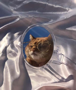 美学猫咪图片 — 小米Mix Flip 2 壁纸
