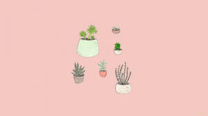 盆栽植物作为简约美学背景 — 简约美学 壁纸