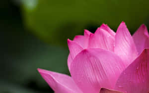莲花图片 — 莲花 壁纸