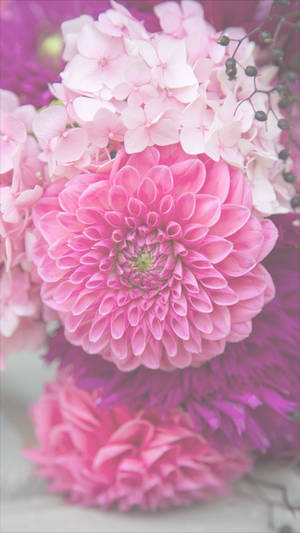 粉色大花菊花卉iPhone — 花卉 iPhone 壁纸