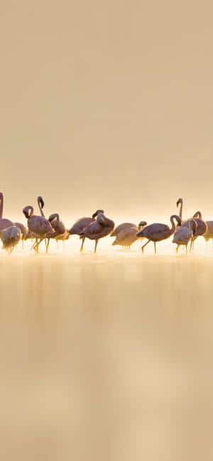 摄影 Flamingo iPhone — Oppo Find X 壁纸