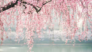 粉色樱花树枝 — 花 壁纸