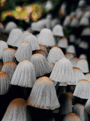 精灵帽蘑菇美学 — 蘑菇美学 壁纸