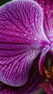 美丽紫色兰花的特写微距镜头。 — iPhone 7 壁纸