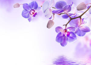紫色花朵与湖景艺术 — 美学桌面 壁纸