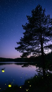 湖面上空的繁星之夜，松树剪影与萤火虫相伴，宁静的夏夜美学。 — 夏日美学 壁纸