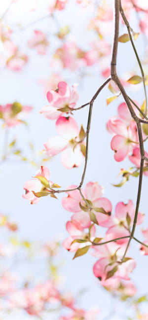 红木粉色苹果花 — 19.5:9 壁纸