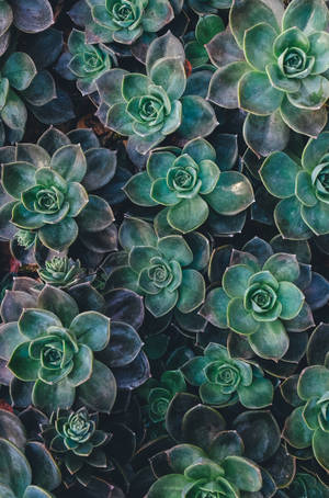 Echeveria 多肉植物绿色美学壁纸 — 主屏幕 壁纸