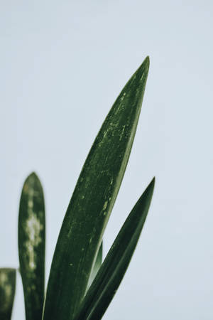 绿色极简背景 — 暗色花卉 壁纸