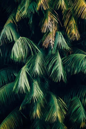 绿色植物美学 — 绿色美学动图 壁纸