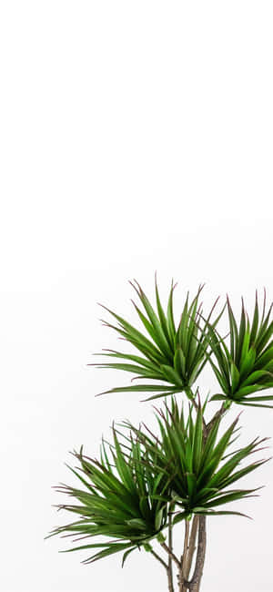 绿色植物美学 — 摩托罗拉 Edge (2025) 壁纸