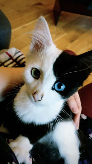 美丽猫咪图片 — 美学猫 壁纸