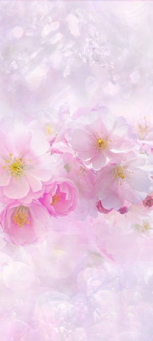 Beautiful Spring — Tecno Camon 40 壁纸
