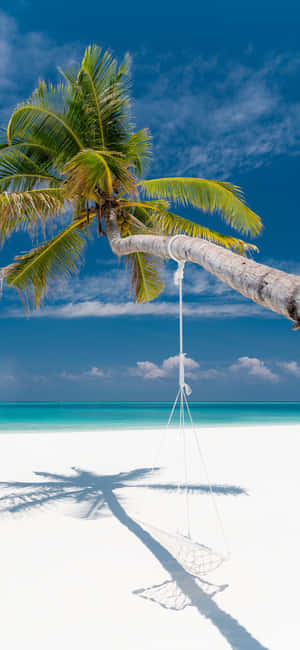 1290x2796 — Fairphone 5 壁纸