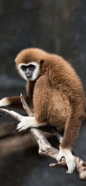 iPhone Xs Max Gibbon 背景 — Oppo F33 壁纸