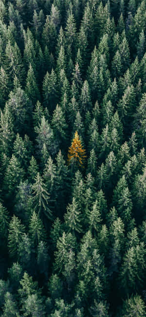 Trees Iphone — Redmi Note 壁纸
