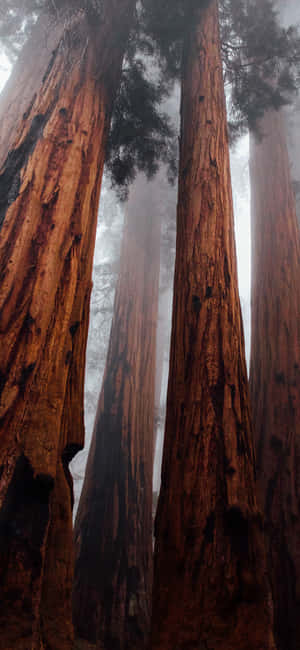 Trees Iphone — Redmi Note 壁纸
