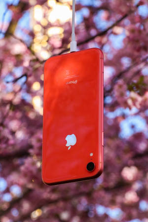 自然红苹果 — 自然 iPhone 壁纸