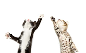 舞动小猫快乐律动.jpg — 跳舞的猫 壁纸