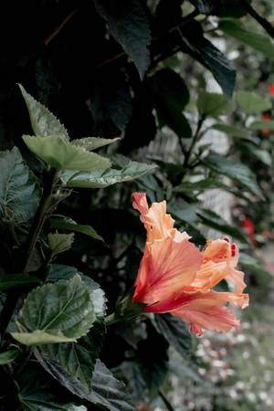 芙蓉花植物美学 — 植物美学 壁纸