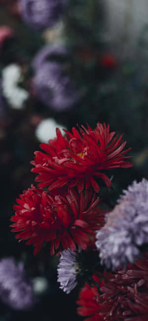 iPhone花朵 — iPhone 15 Pro Max 壁纸