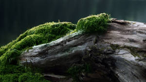老木苔藓壁纸 — 2560x1440 壁纸