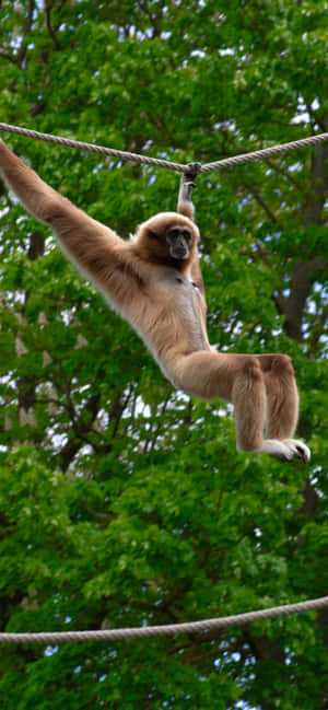 iPhone Xs Max Gibbon 背景 — Oppo F 壁纸