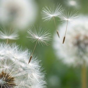 洁白的蒲公英种子在梦幻空灵的微风中飘散。 — 白色美学 壁纸