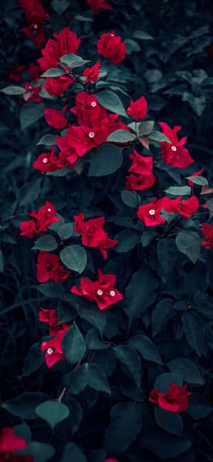 iPhone花朵 — iPhone 15 Pro 壁纸
