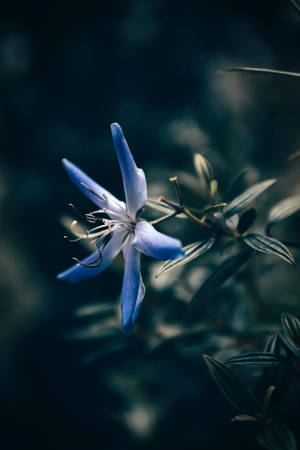 蓝色星形花卉iPhone壁纸 — 花卉 iPhone 壁纸
