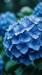 蓝色绣球花与雨滴的宁静壁纸，冷色调。 — 花艺美学 壁纸