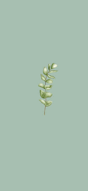 Sage绿色美学图片 — iPhone 16 Pro Max 壁纸