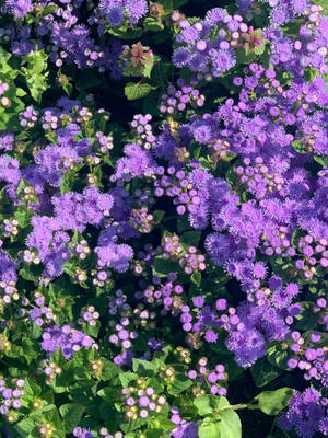 蓝花菊花卉iPhone壁纸
