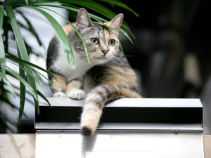 猫咪发现窗外东西的有趣表情。毛茸茸的动物朋友。