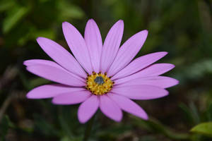 薰衣草美学紫色雏菊