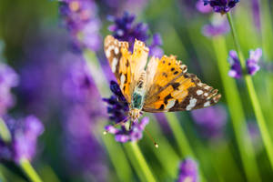 薰衣草美学花蕾上的蝴蝶