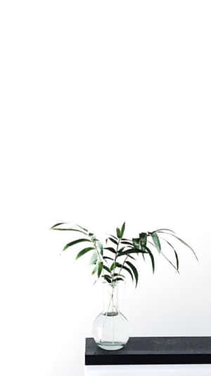 Aesthetic White 图片 — 白色美学 壁纸