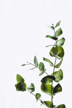植物背景 — 小米平板 壁纸