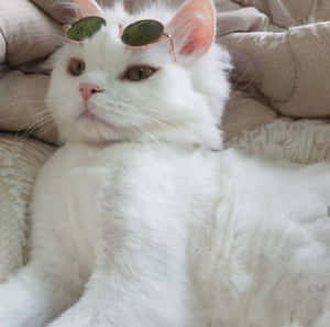 唯美猫咪图片 — 美学猫 壁纸