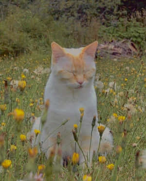 美学猫咪图片 — 美学猫 壁纸