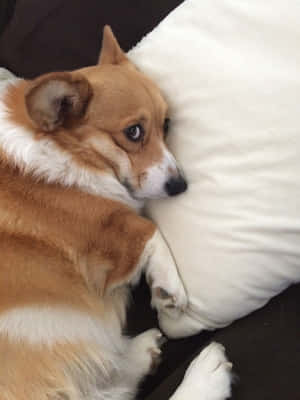 柯基犬趣味图片 — iPad 第九代 壁纸