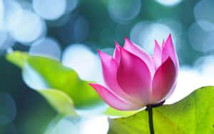 迷人盛开的莲花 — 莲花 壁纸