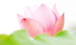 迷人粉色莲花 — 莲花 壁纸