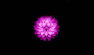 迷人莲花绽放 — 花卉 壁纸
